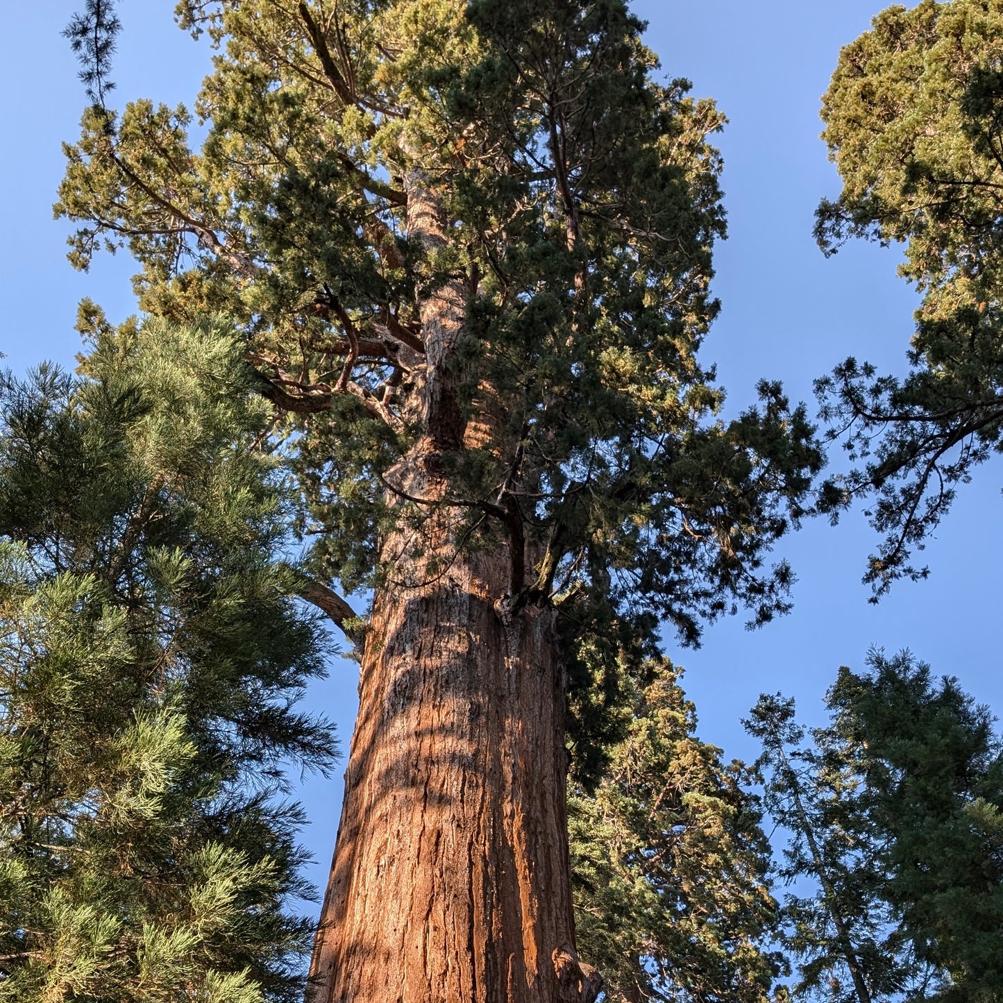 Sequoia Géant