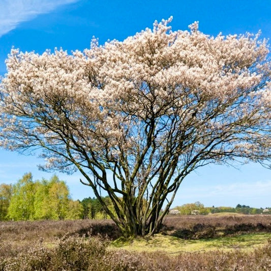 Amélanchier Lamarckii