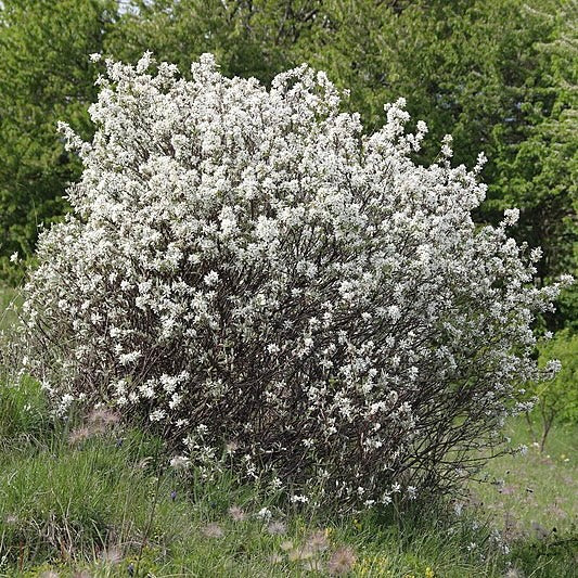 Amélanchier Ovalis