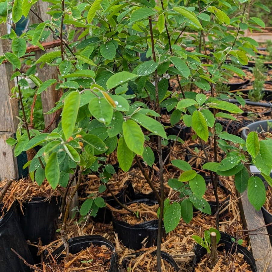 Amélanchier Lamarckii