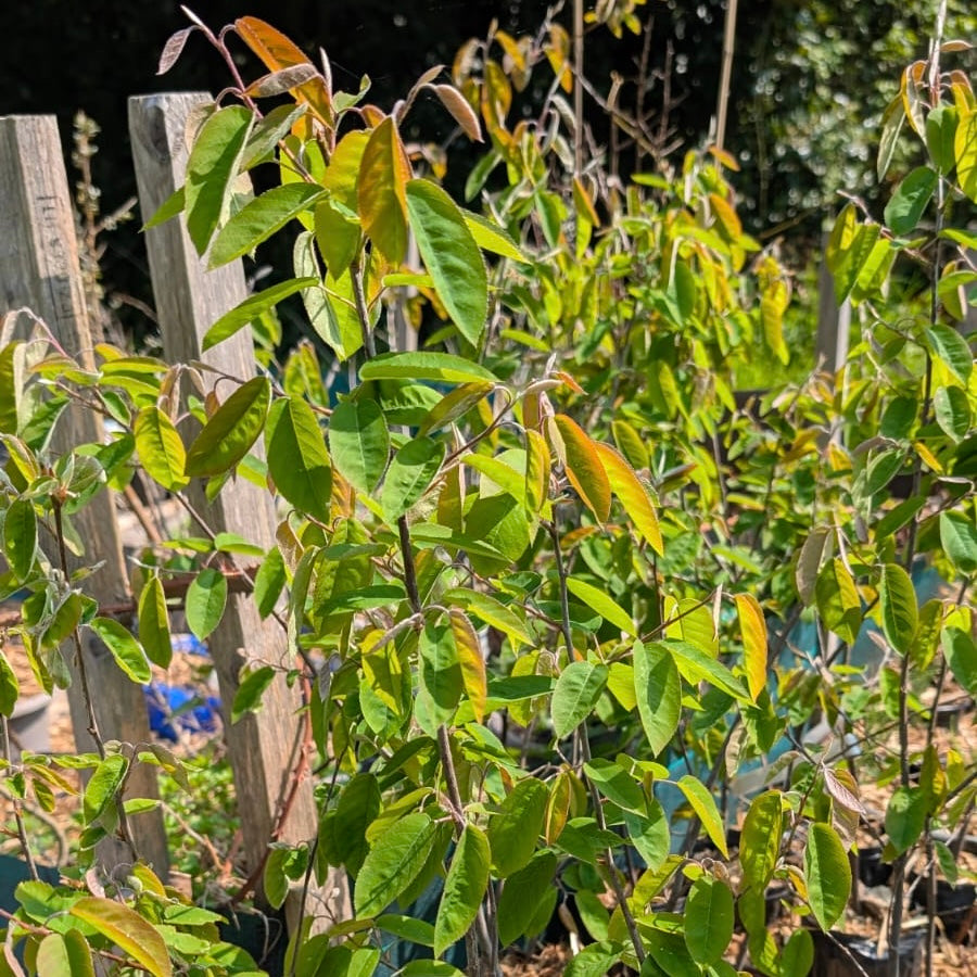 Amélanchier Lamarckii