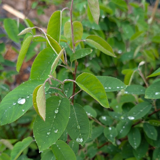 Amélanchier Lamarckii